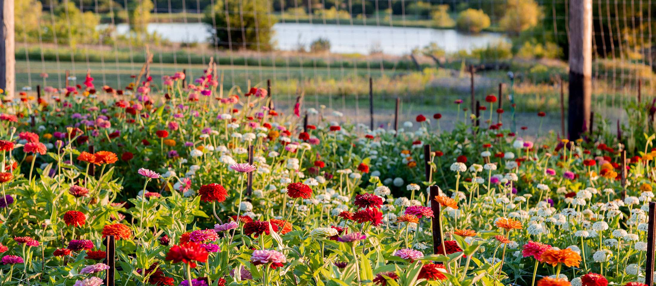 Wildflowers of different colors in field